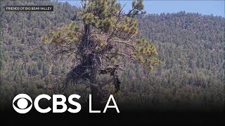 Big Bear eaglet falls from tree on livestream; Activist organization remaining "positive" she's OK
