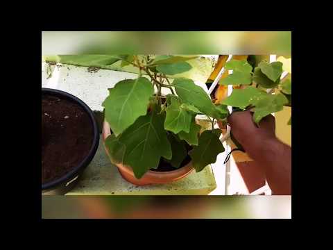 Pruning an Eggplant/Brinjal plant