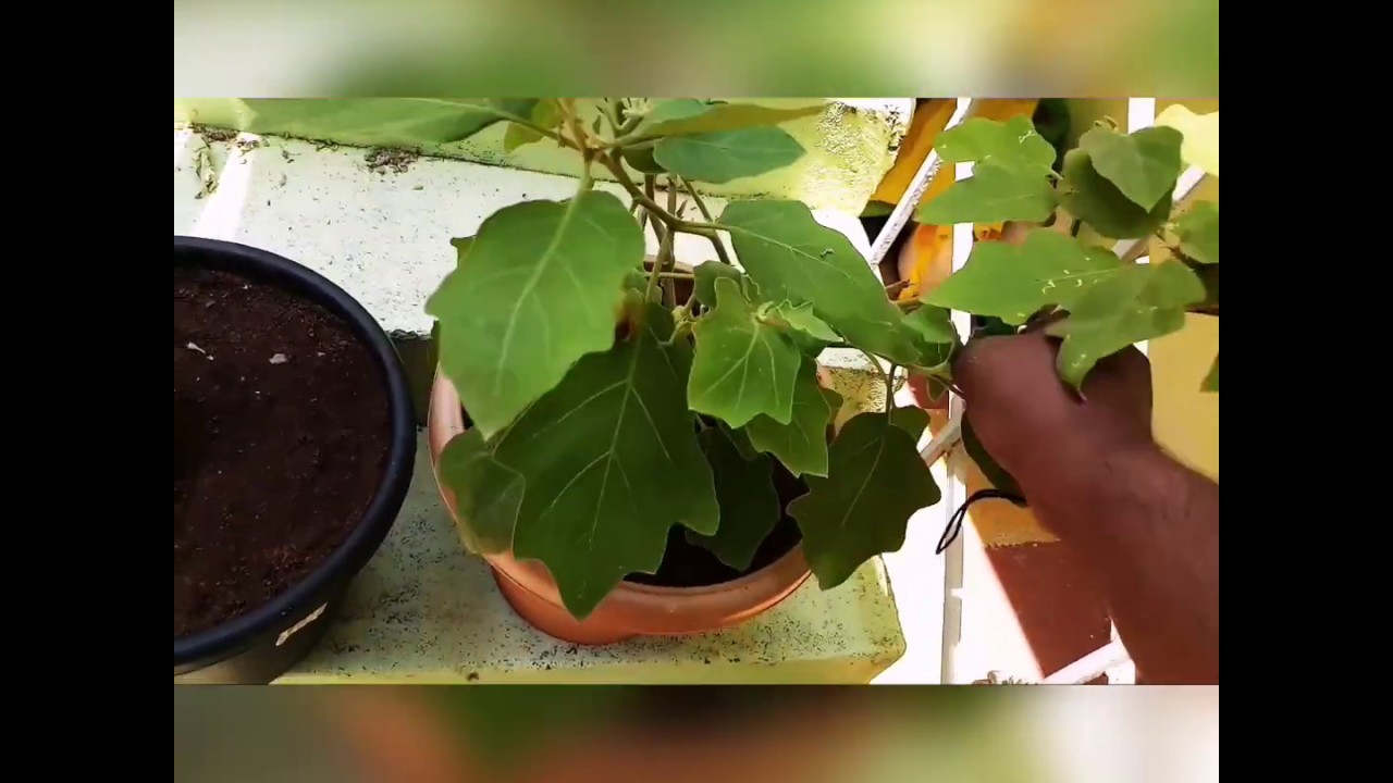 Pruning an Eggplant/Brinjal plant YouTube