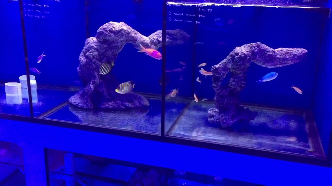 New marine fish racks at Majestic Aquariums - YouTube