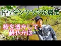 枝を透かして綺麗に見せるドウダンツツジの剪定