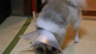 エリカラとの戦い　　Pomeranian currently troubled