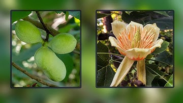 Maryland Department of Natural Resources - Virtual Ranger - Paw Paws and Tulip Poplars