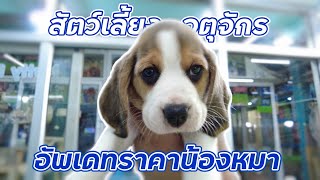 EP.48 เที่ยวตลาดสัตว์เลี้ยง รีวิวน้องหมาร้าน  Nutty Babydog 🐶อัพเดทราคา แนะนำสายพันธ์