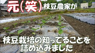 枝豆栽培歴3.4年ほど作ってました。僕が知ってることをなんとか今形にしてみました。美味しい枝豆に興味もってくれたり、いいものが作れることを願ってます！