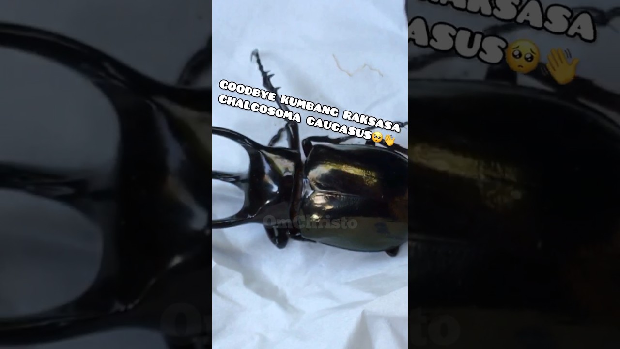 PERPISAHAN DENGAN KUMBANG CHALCOSOMA CAUCASUS 🥺👋 