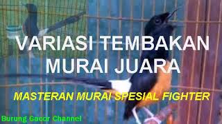 VARIASI TEMBAKAN MURAI JUARA