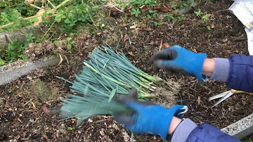 Quand planter les poireaux au jardin ?