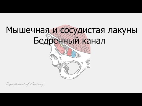 Мышечная и сосудистая лакуны. Бедренный канал.