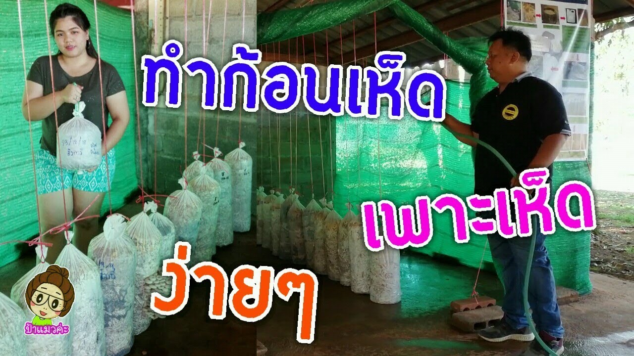 การทำก้อนเชื้อเห็ดง่ายๆไม่ต้องผ่านการนึ่งฆ่าเชื้อ EP.2/2