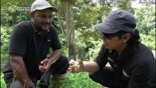 Bukan Unggulan Tapi Istimewa, Pohon Lokal Disambung Durian Unggulan.