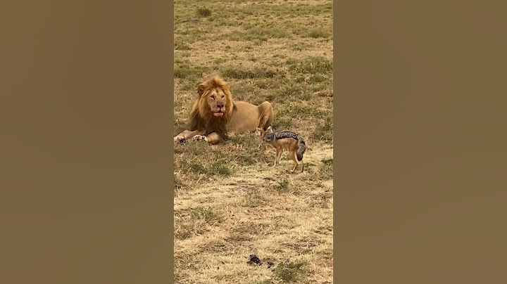 #शेर #शिकार #लोमड़ी  #lion #hunting #fox