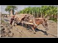 See how the horse-drawn carriage is moving on the muddy dirt road..| #horse #horse_drawn