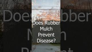 Is rubber mulch better?