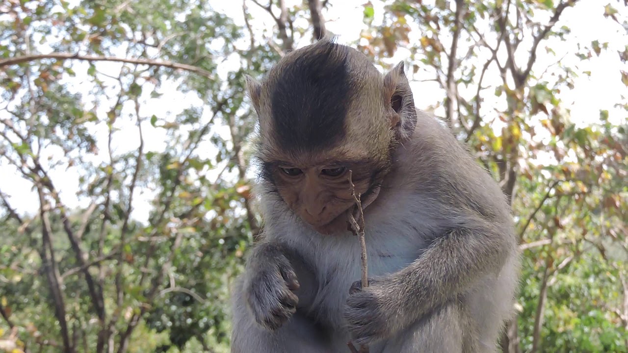 Very Sad Small Monkey During Covid 12_ Looking Extremely Poor