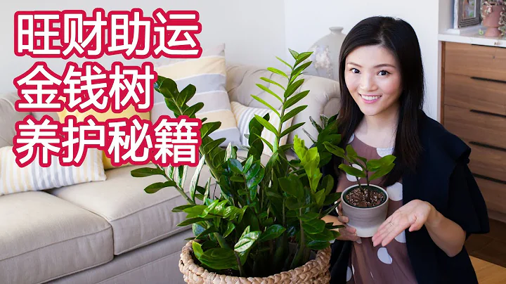 绿植新手入门系列 05 | 金钱树 ZZ Plant 搬家乔迁必入 | 净化空气 好养好看好运气 | 雪铁芋 养护 扦插 繁殖 - 天天要闻