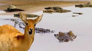 Baby Antelope Narrowly Escapes Crocodile Attack Love Nature