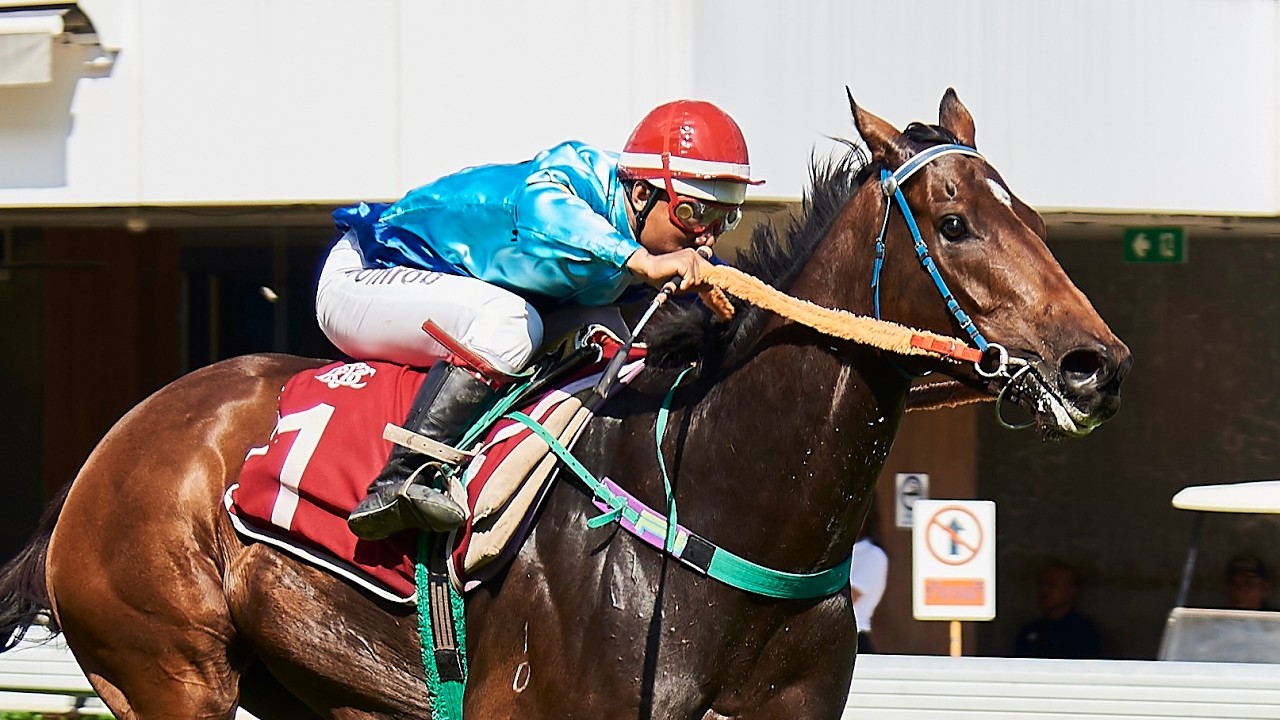 CHARMING WIN - 01/03/2026 - Race 5 - Thoroughbred Class 1