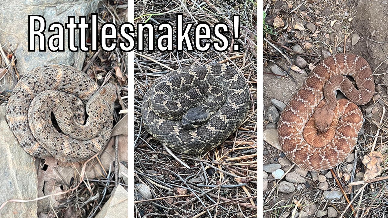 Multiple Rattle Snakes Rattlesnakes Everywhere! All Three Rattlesnakes in a Single Day - YouTube