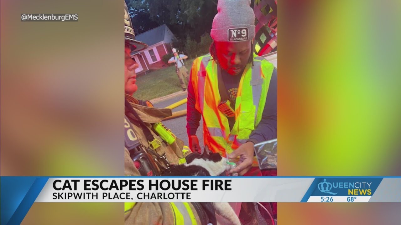 Watch Cat escapes Charlotte house fire with all 9 lives intact, thanks