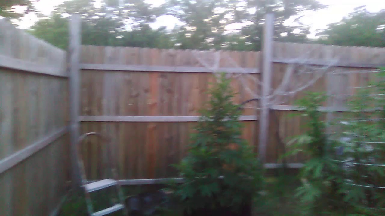 2020 Oklahoma outdoor gas grow YouTube