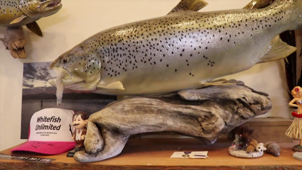 Madison River Fly Fishing Early Spring YouTube