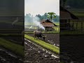 kerbau gubuk di sawah