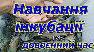 Де і як навчитися та пройти курс за $, навчання інкубації креветки для іноземців!