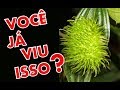 Você já viu isso? galha de vespa