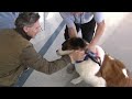 Lehigh Valley International Airport celebrates 10 years of canine therapy with furry flight