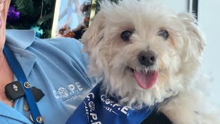 Lehigh Valley International Airport celebrates 10 years of canine therapy with furry flight