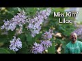 &#39;Miss Kim&#39; Lilac - Syringa pubescens subsp. patula &#39;Miss Kim