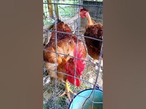 Gallinas Piroca/pescuezo pelado - YouTube