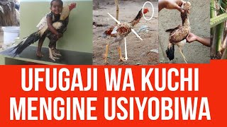 #ufugaji KUKU KUCHI ,Mengine Usiyoambiwa!