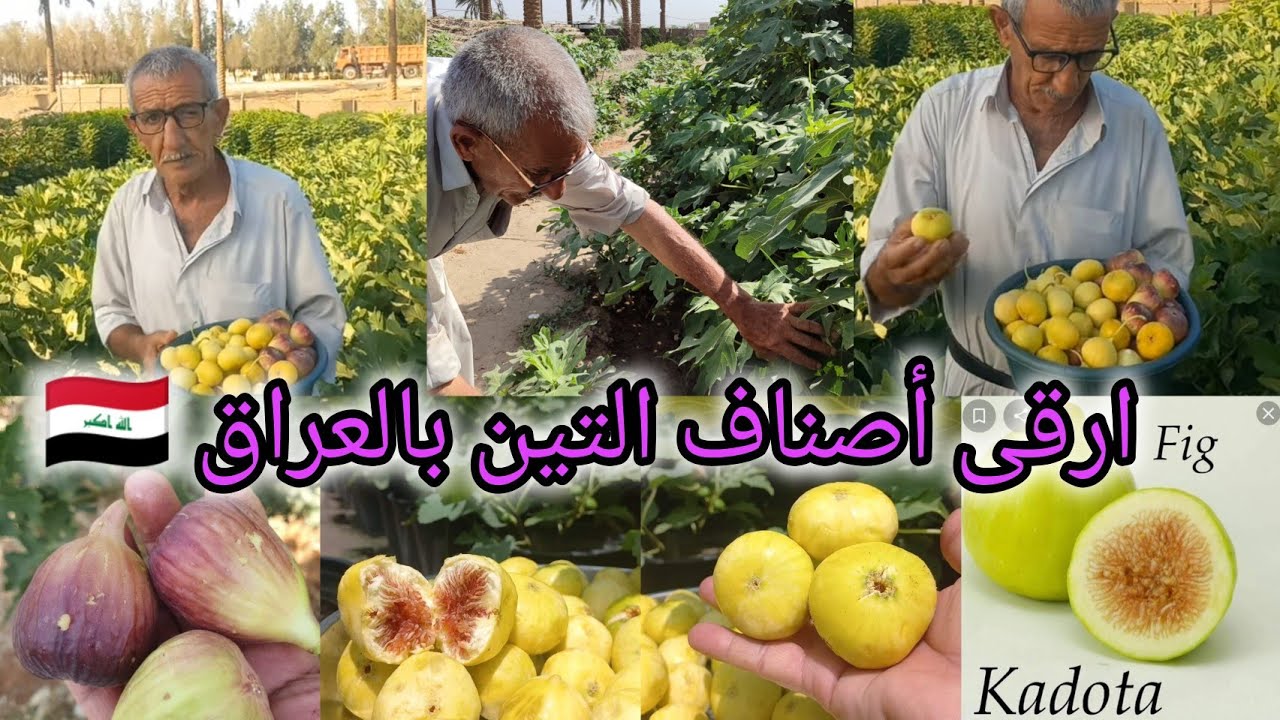تين العبيد السعودي 🇸🇦 تين الحطاب العراقي 🇮🇶 تين كادوتا الأمريكي أغلب أصناف تين العالم تزرع بالعراق