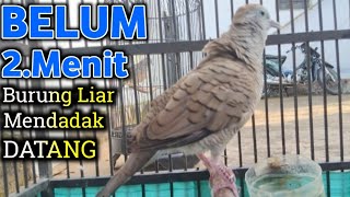 Perkutut Lokal Gacor Suara PIKAT || Pancingan Burung Perkutut Dijamin Nyaut (💯%AMPUH)