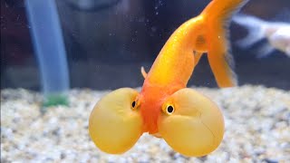 泡泡眼金魚養久了感覺有靈性 Youtube 泡泡眼金魚養久了感覺有靈性 Youtube