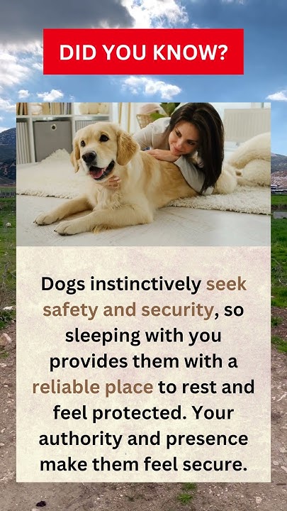 Why Do Dogs Press Against You When They Sleep Did You Know About Golden Retriever? Why do dogs press against you when