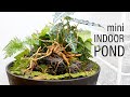 INCREDIBLE Mini Indoor DIY Pond (Patio Pond)