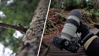 RELAXING Nature Photography (POV) | Sony A7IV & Sony 70-200mm f/2.8