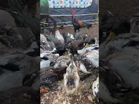 AAM SREA - Feed ducks and chickens#viral #shorts #shortsvideo