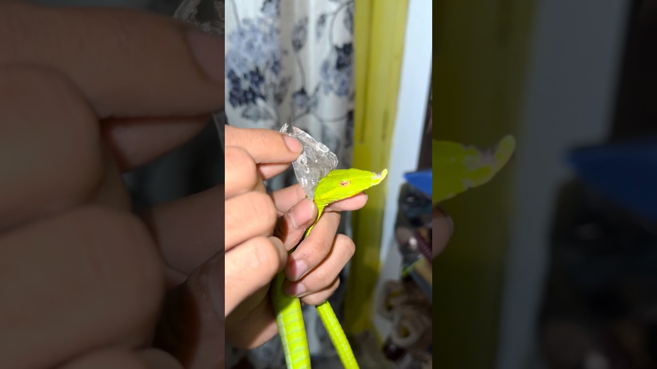 SAAP KA CHAMDI NIKALA | STUCK SHED REMOVAL OF VINE SNAKE!! 