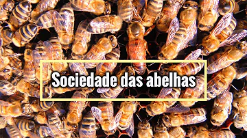 Como é feita a organização social das abelhas?