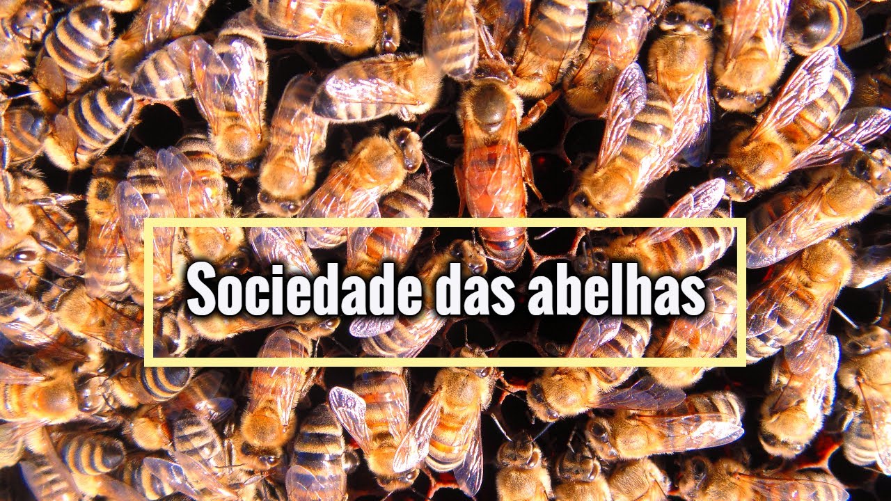 O Coletivo De Abelhas - FDPLEARN