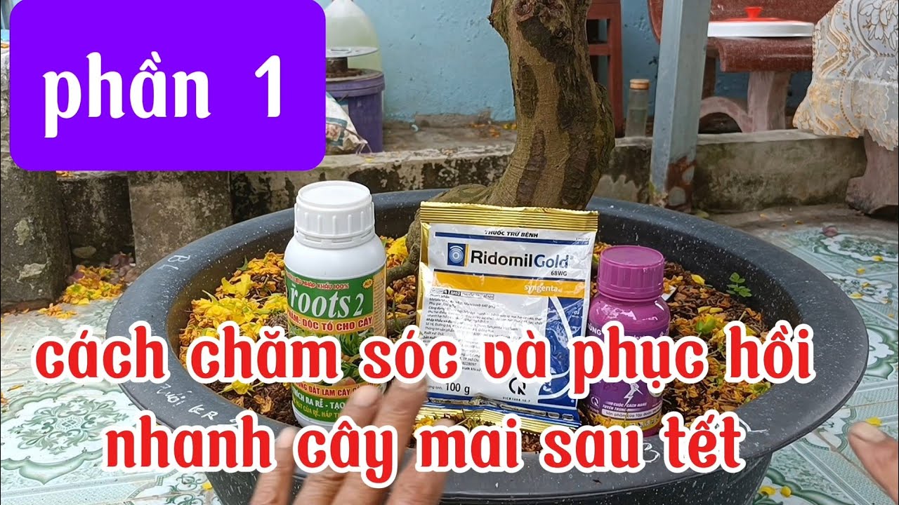 Những yếu tố quan trọng cần phải làm, phục hồi cây Mai sau tết.phuctranvlogs.