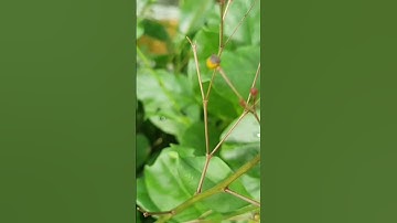 sâm đất và những công dụng bất ngờ từ nó