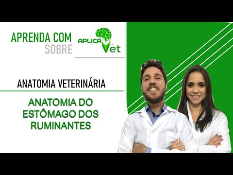 Anatomia Veterinária - Anatomia do Estômago dos Ruminantes