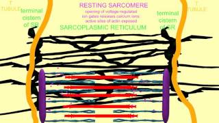 CALCIUM CHANNELS IN SARCOPLASMIC RETICULUM