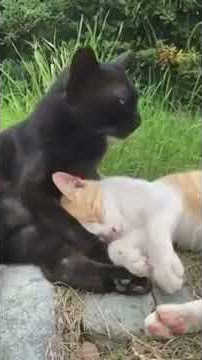 Kucing Lucu Lagi Mesra-Mesraan !! Bikin Baper..