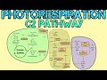 Photorespiration | C2 Pathway for NEET | Morning Bytes